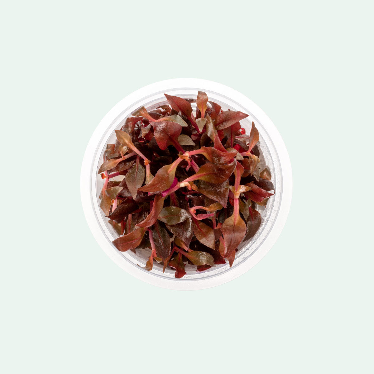 Alternanthera Rosaefolia Beginner Red Aquarium Plant for Planted Tank