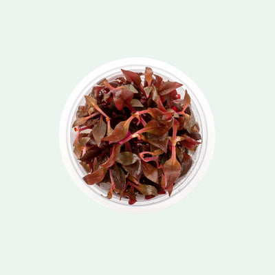 Alternanthera Rosaefolia Beginner Red Aquarium Plant for Planted Tank