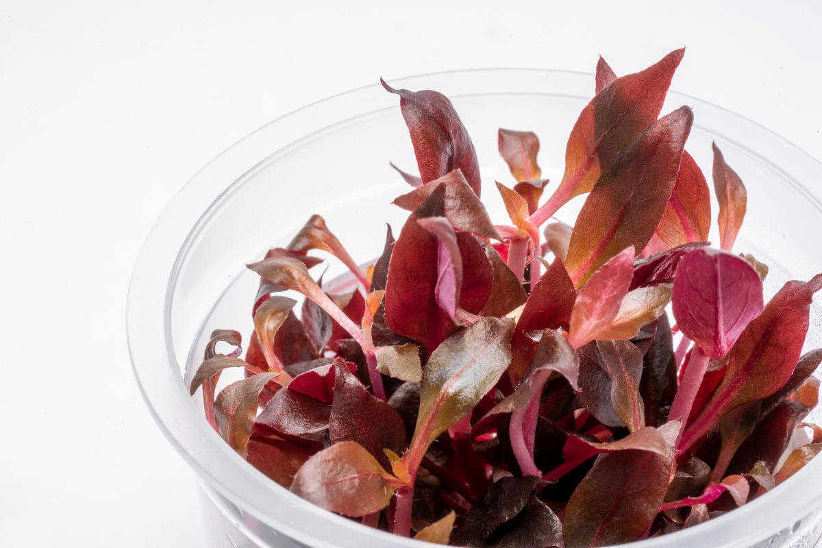 Alternanthera Rosaefolia Beginner Red Aquarium Plant for Planted Tank