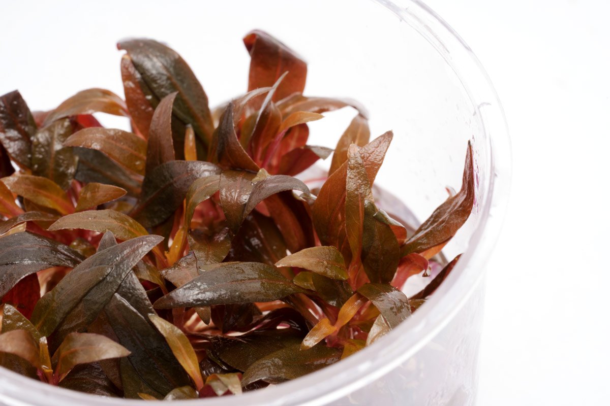 Alternanthera Rosaefolia - Glass Aqua