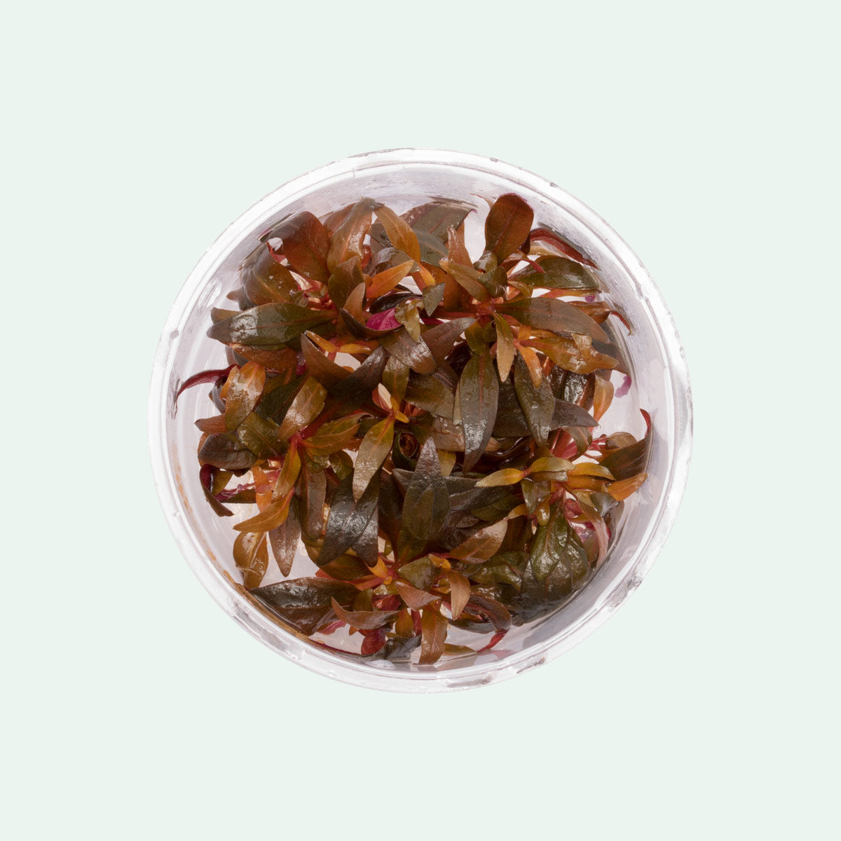 Alternanthera Rosaefolia - Glass Aqua