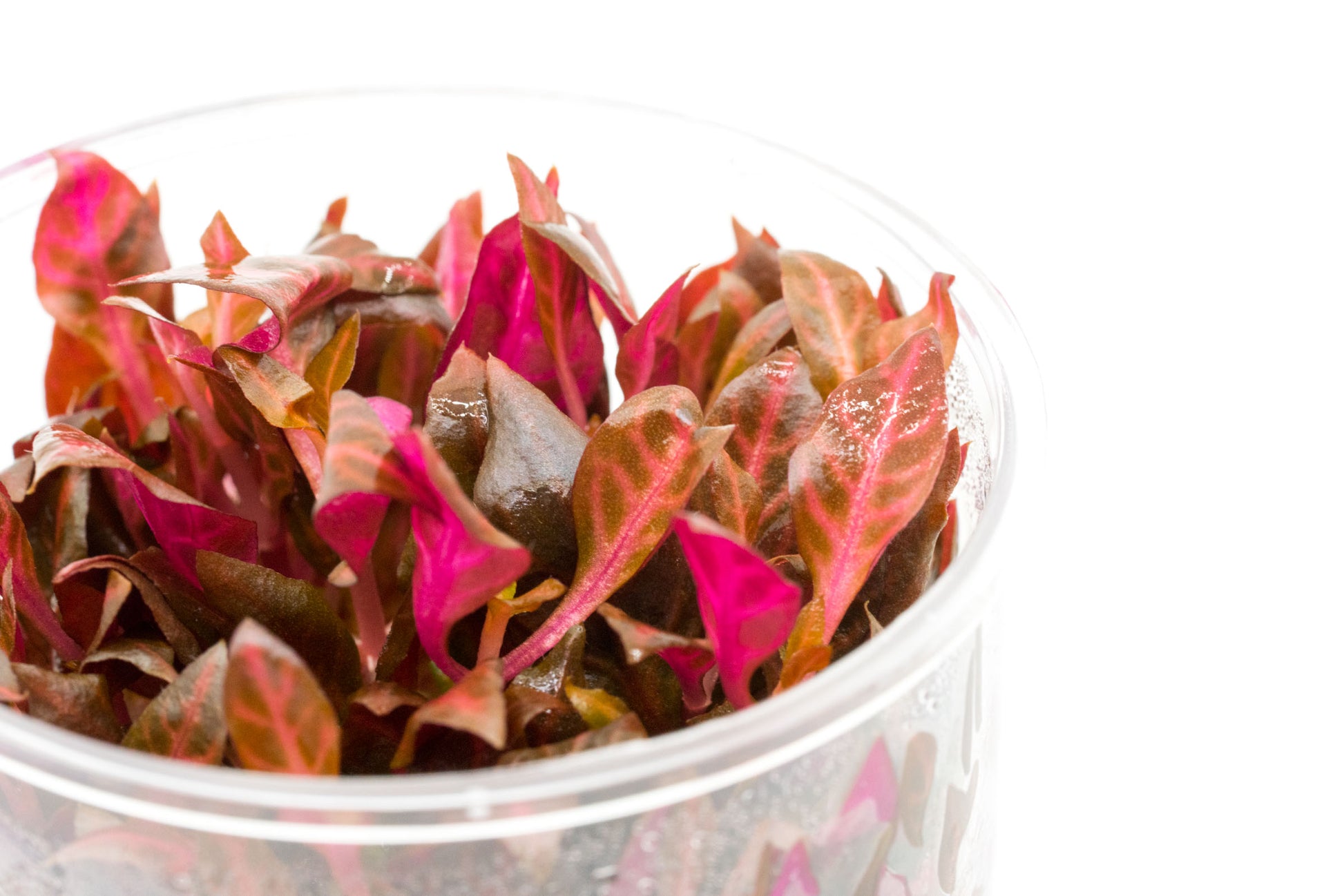 Shop Alternanthera Reineckii Rosanervig Aquatic Plants - Glass Aqua