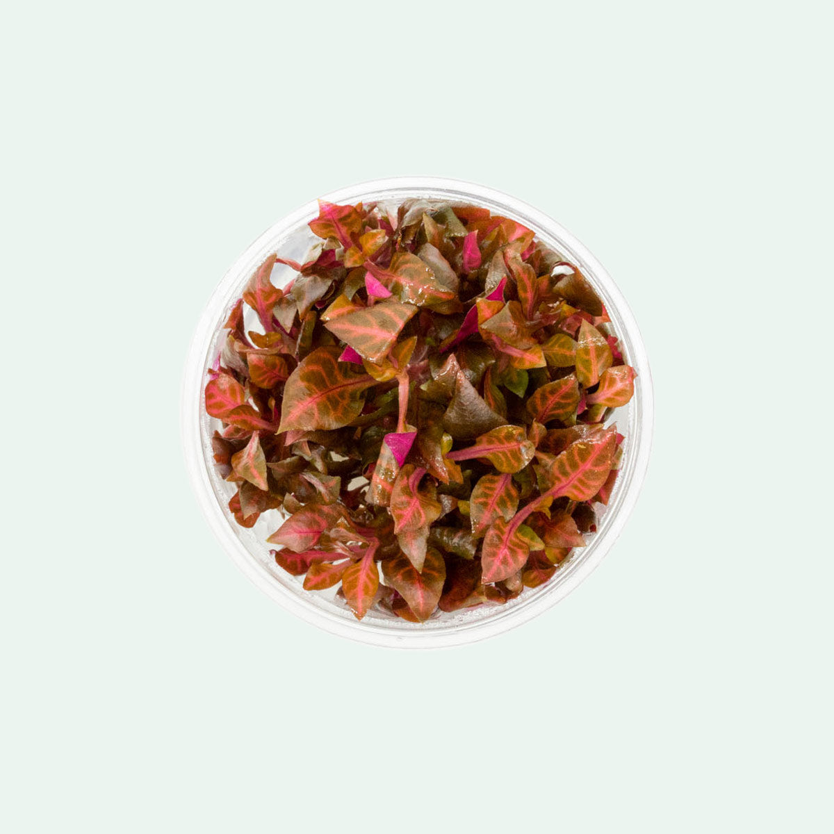 Shop Alternanthera Reineckii Rosanervig Aquatic Plants - Glass Aqua