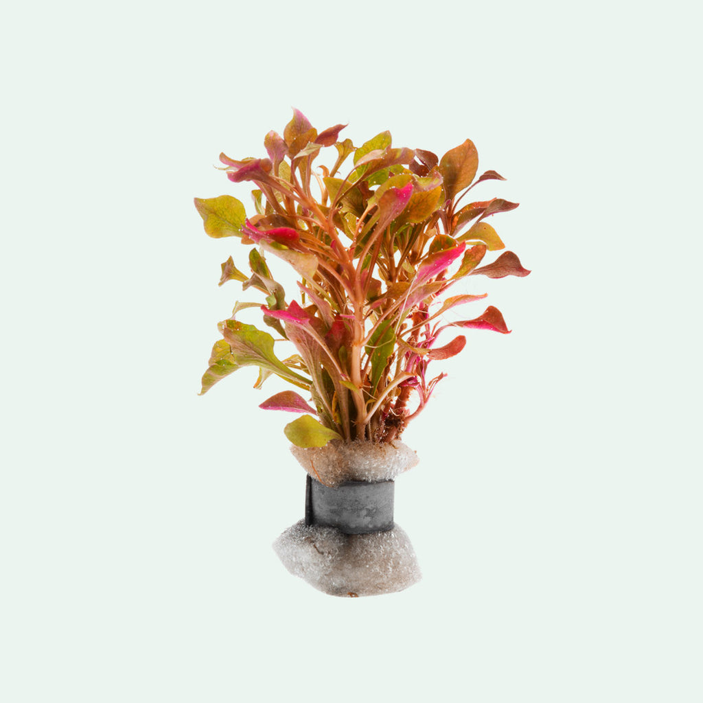 Alternanthera Bettzickiana - Glass Aqua