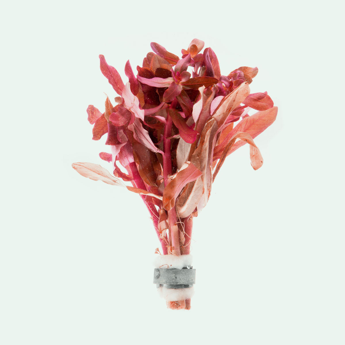 Ammania Gracilis - Glass Aqua