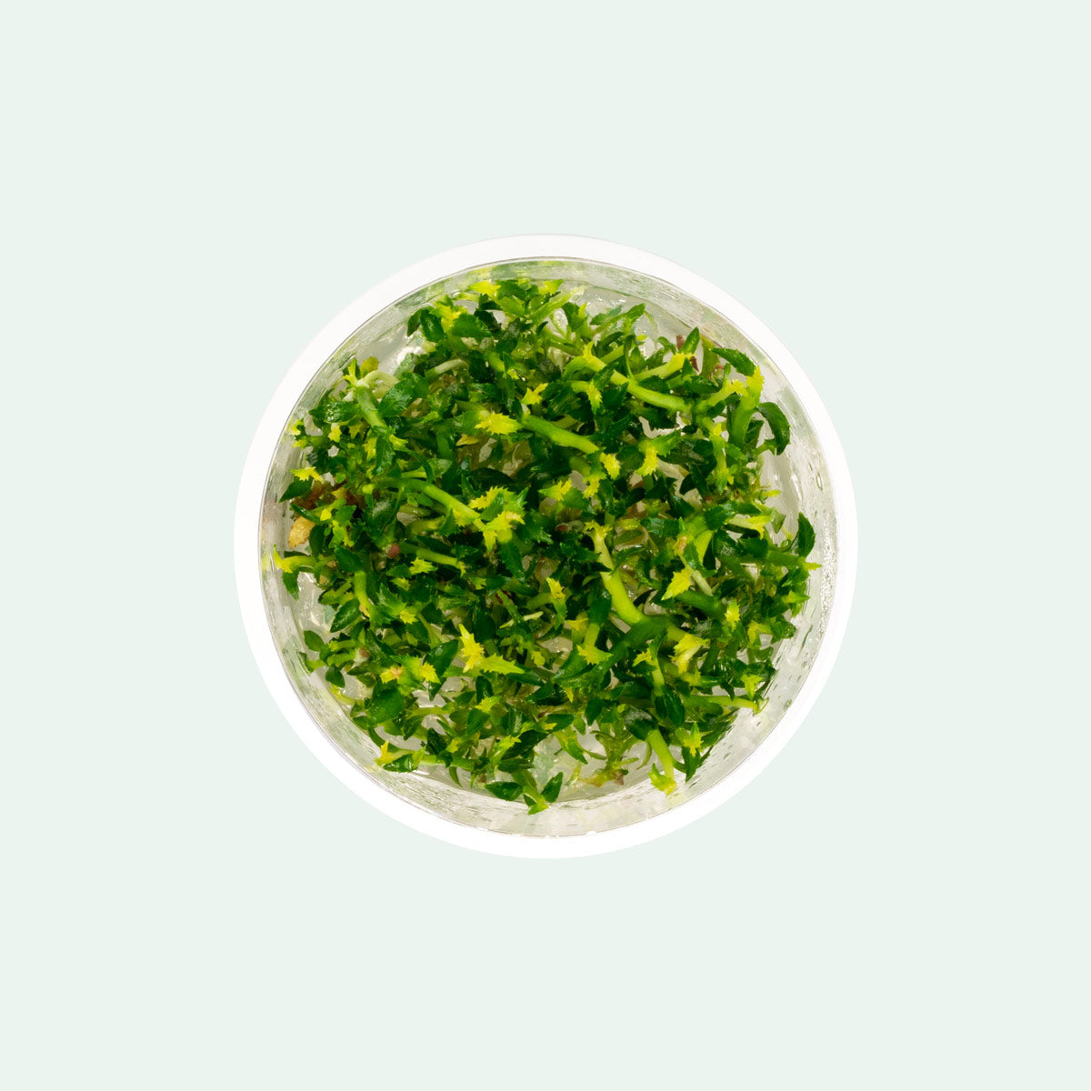 Ammania Towuti Tissue Culture Aquarium Plant for Planted Tank