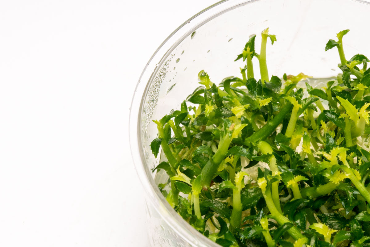 Ammania Towuti Tissue Culture Aquarium Plant for Planted Tank