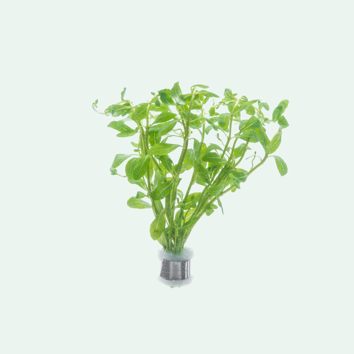 Ammannia Sulawesi | Shop Rare Aquarium Stem Plants - Glass Aqua
