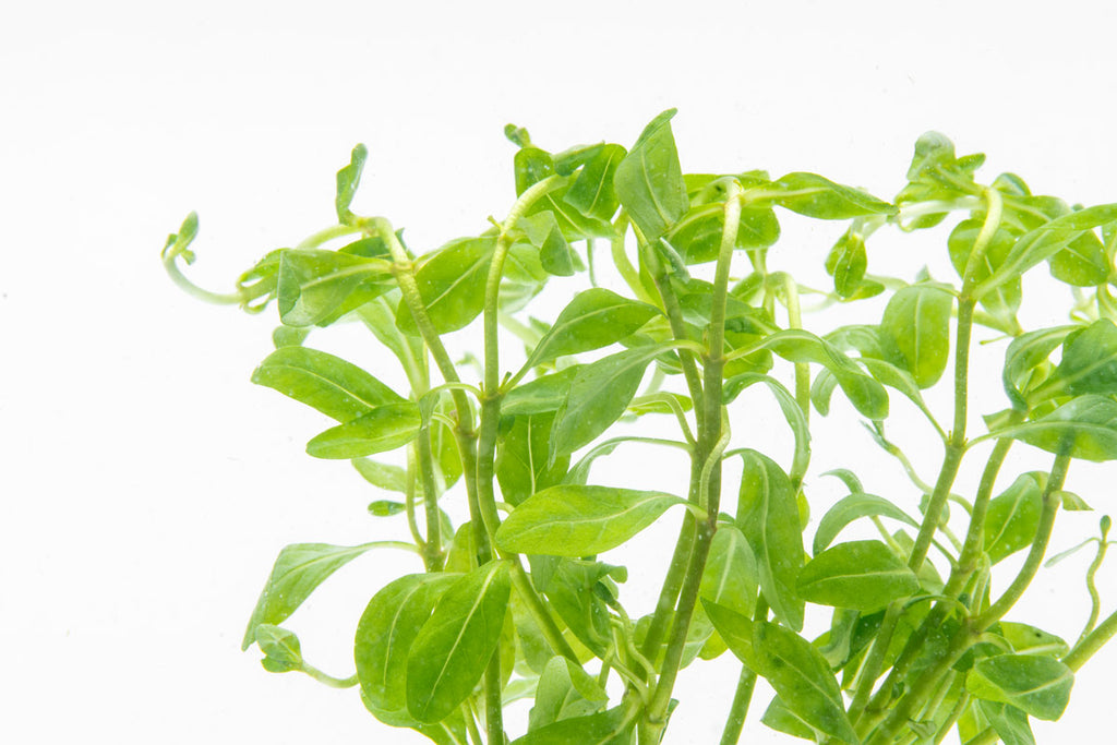 Ammannia Sulawesi | Shop Rare Aquarium Stem Plants - Glass Aqua