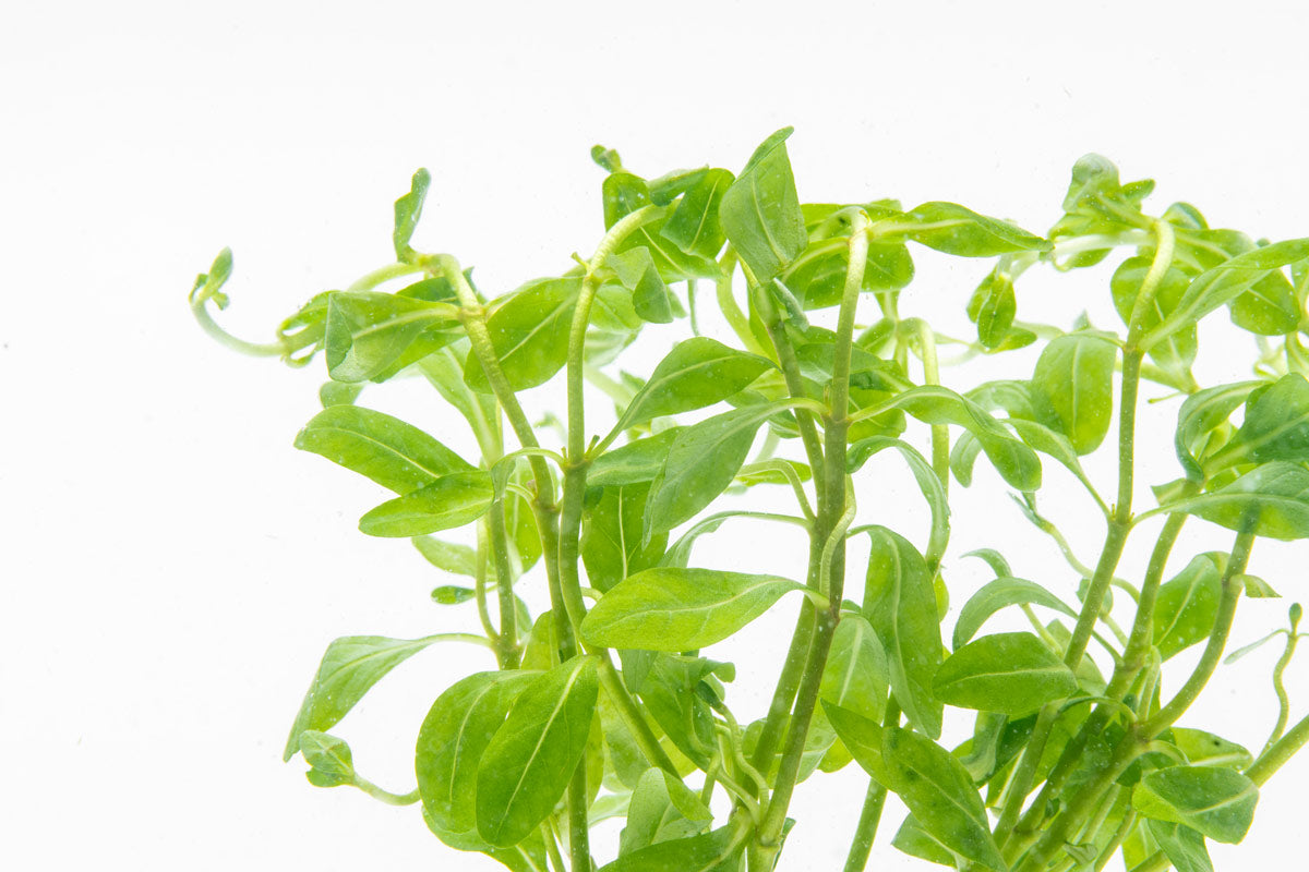 Ammannia Sulawesi | Shop Rare Aquarium Stem Plants - Glass Aqua