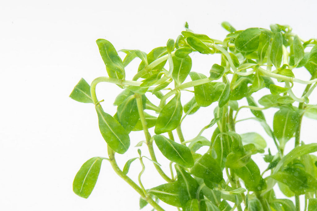 Ammannia Sulawesi | Shop Rare Aquarium Stem Plants - Glass Aqua