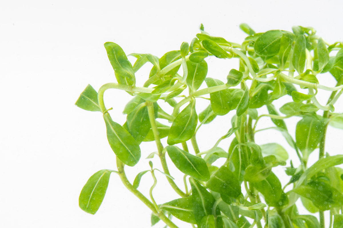 Ammannia Sulawesi | Shop Rare Aquarium Stem Plants - Glass Aqua