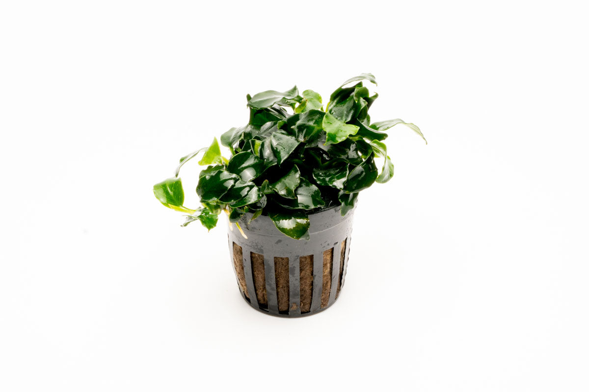 Anubias Barteri Dark Angel Easy Live Aquarium Plant for Planted Tank