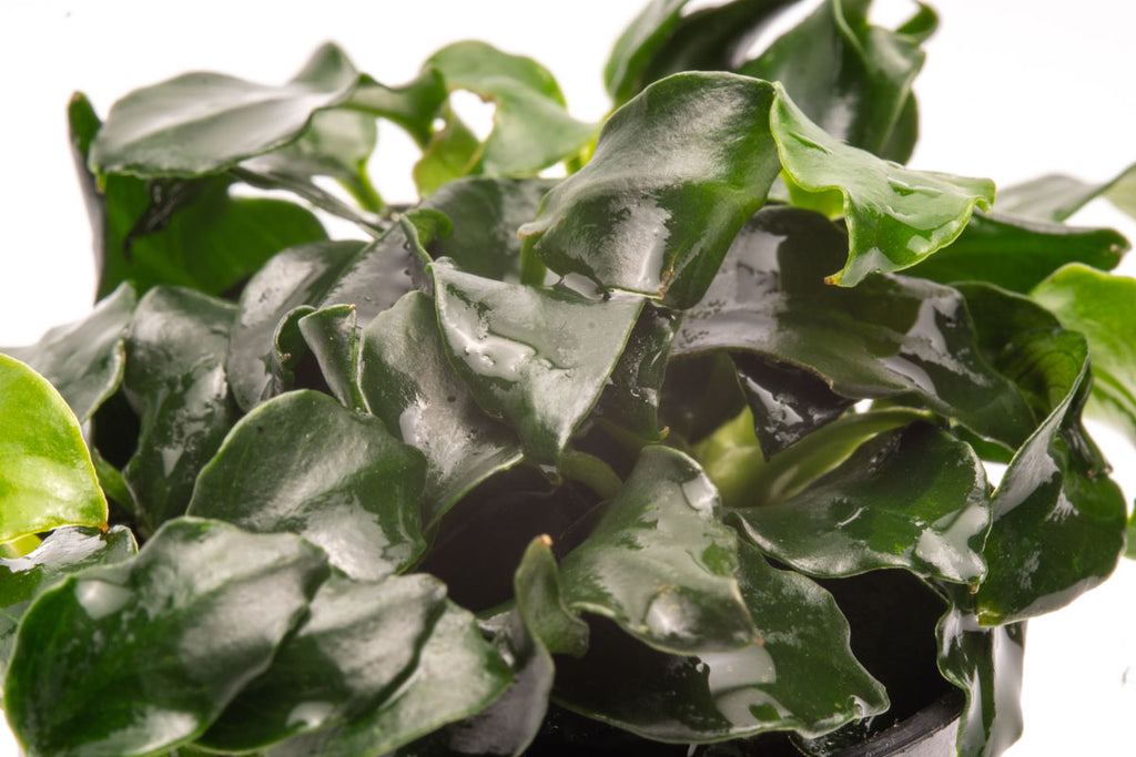 Anubias Barteri Dark Angel Easy Live Aquarium Plant for Planted Tank