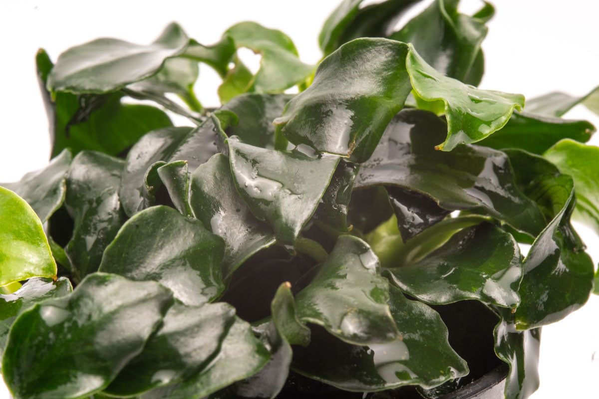 Anubias Barteri Dark Angel Easy Live Aquarium Plant for Planted Tank