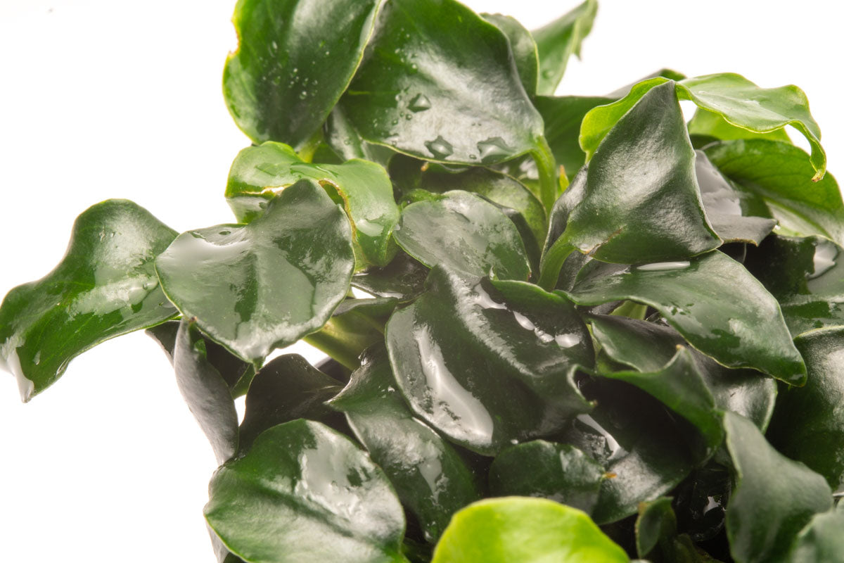 Anubias Barteri Dark Angel Easy Live Aquarium Plant for Planted Tank