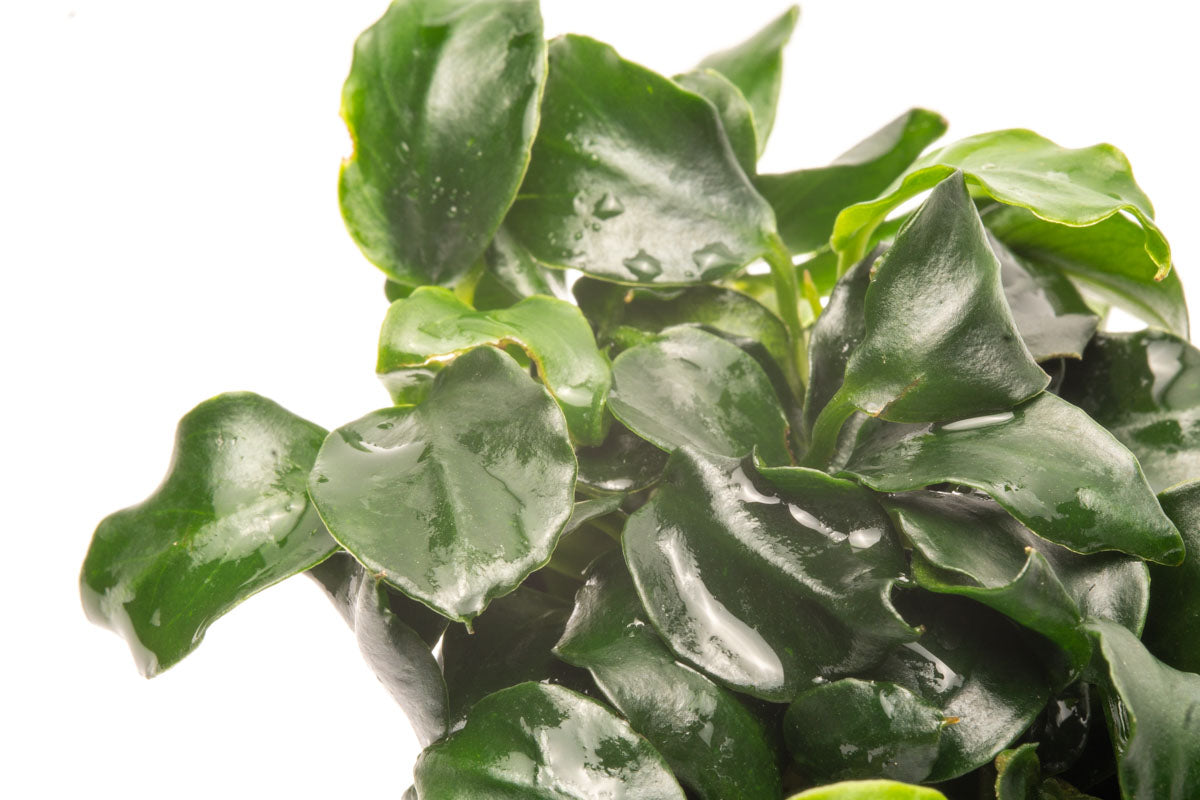 Anubias Barteri Dark Angel Easy Live Aquarium Plant for Planted Tank