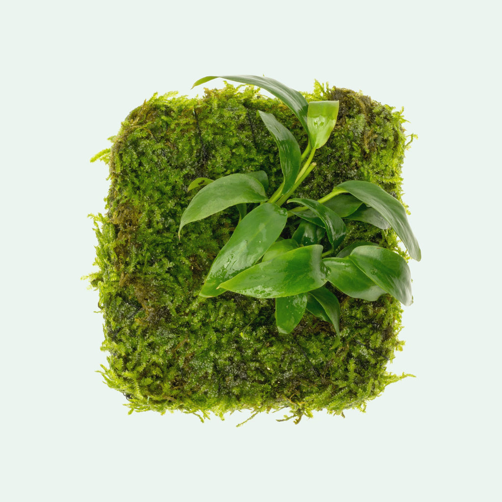 Anubias Minima Moss Mat Easy Beginner Live Aquarium Plant