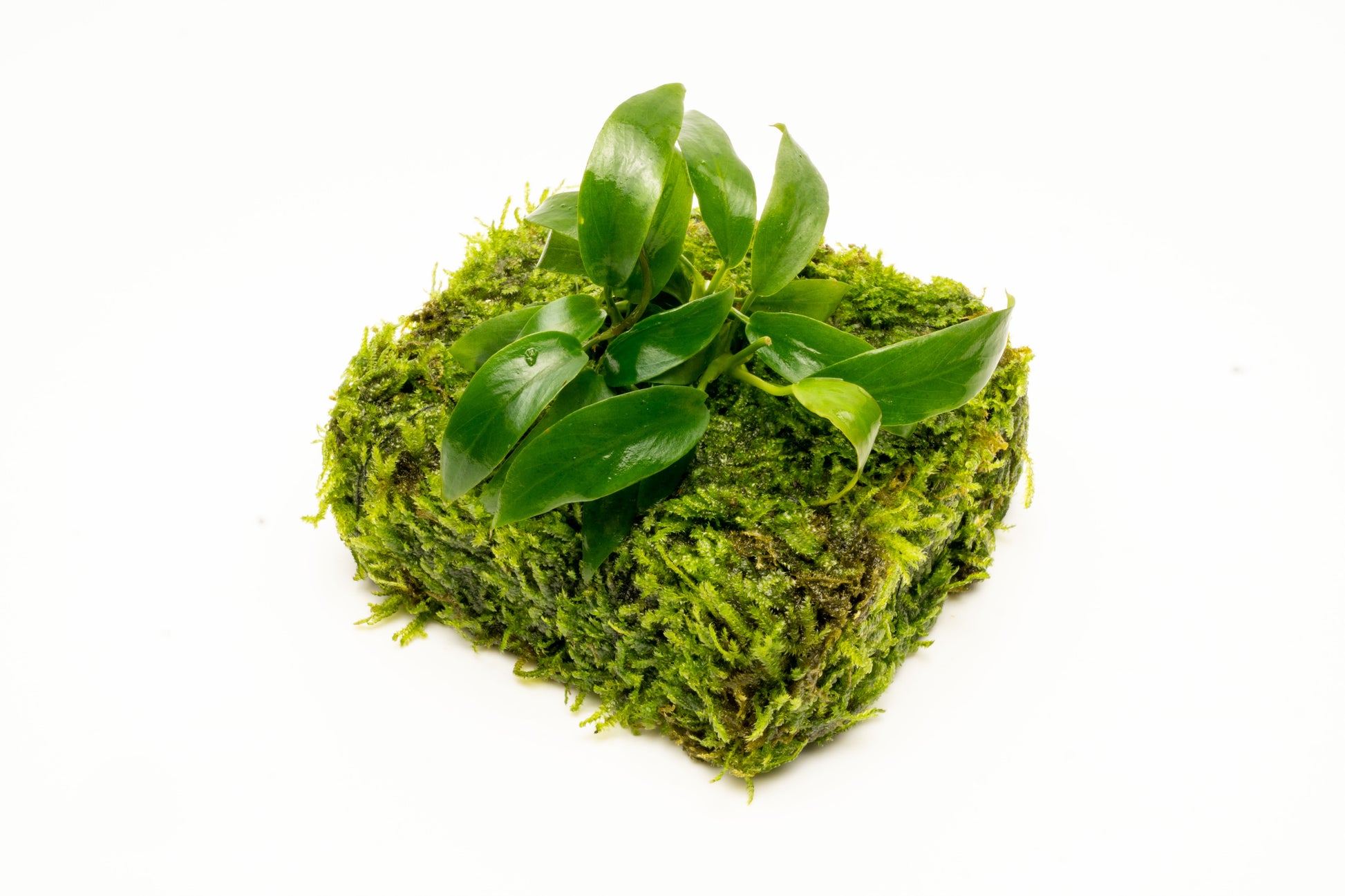 Anubias Minima Moss Mat Easy Beginner Live Aquarium Plant