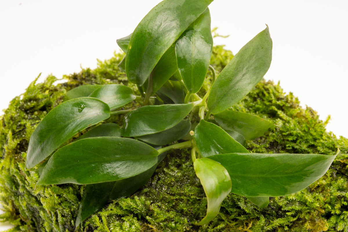 Anubias Minima Moss Mat Easy Beginner Live Aquarium Plant