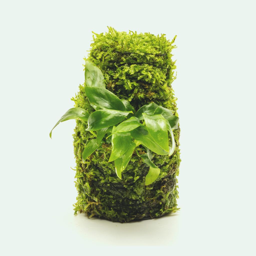 Anubias Minima Moss Tower Live Aquarium Plant Decor for Planted Tank –  Glass Aqua