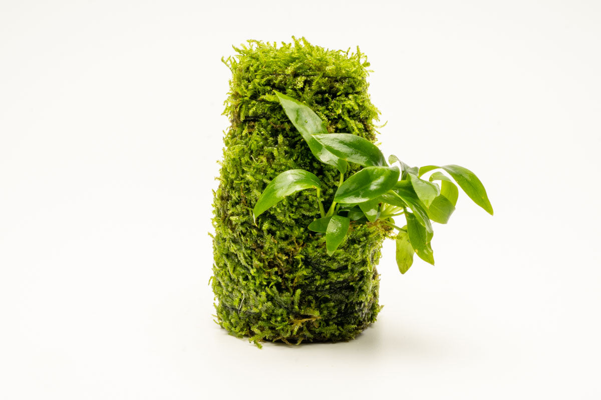 Anubias Minima Moss Tower Live Aquarium Plant Decor for Planted Tank