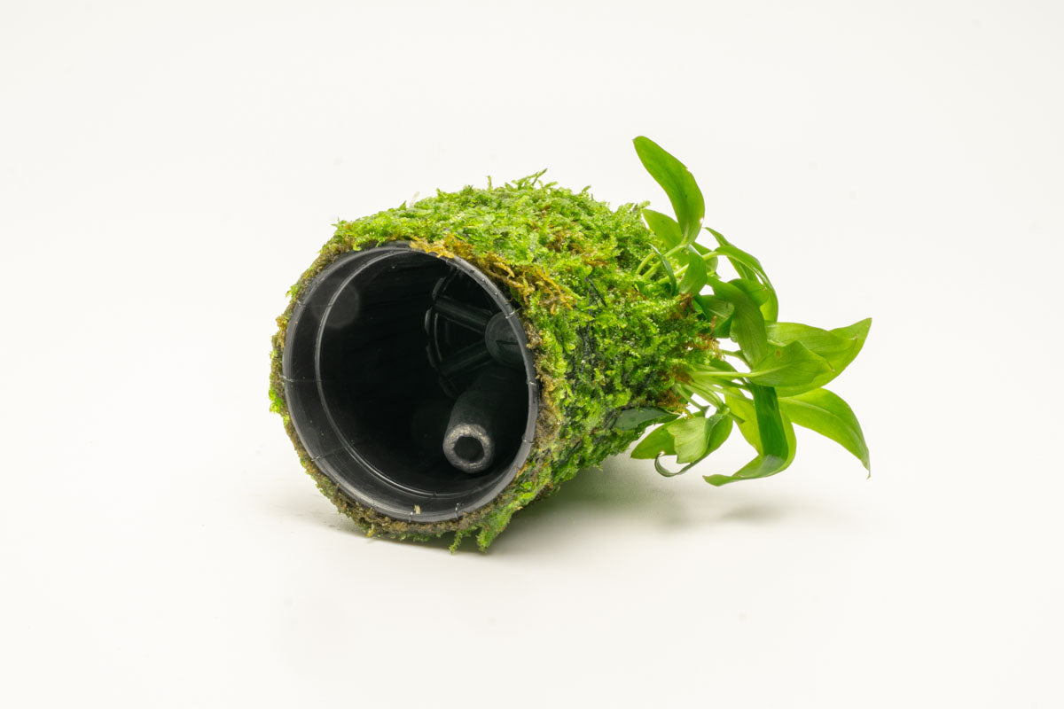 Anubias Minima Moss Tower Live Aquarium Plant Decor for Planted Tank