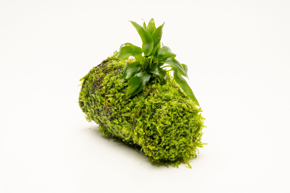 Anubias Minima Moss Tower Live Aquarium Plant Decor for Planted Tank