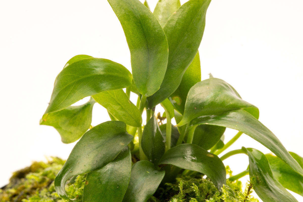 Anubias Minima Moss Tower Live Aquarium Plant Decor for Planted Tank