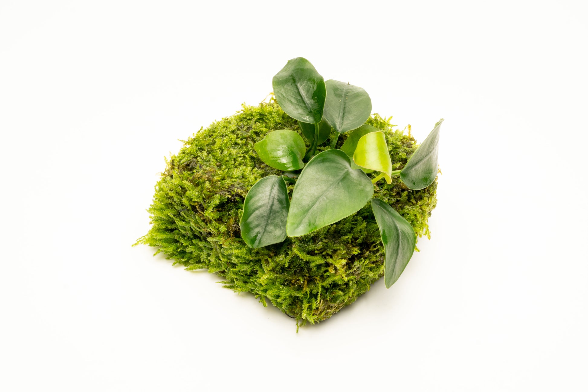 Anubias Barteri Nana Moss Fiber Mat Easy Beginner Live Aquarium Plant