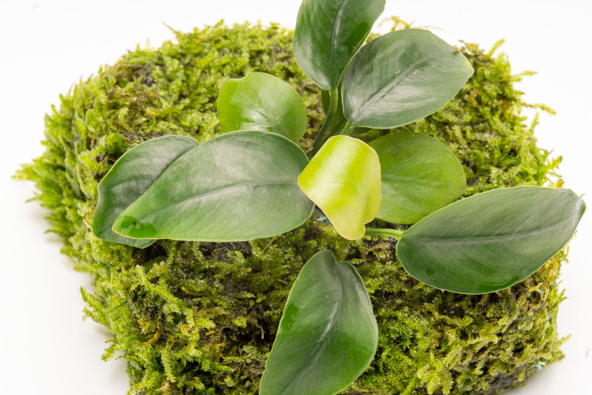 Anubias Barteri Nana Moss Fiber Mat Easy Beginner Live Aquarium Plant