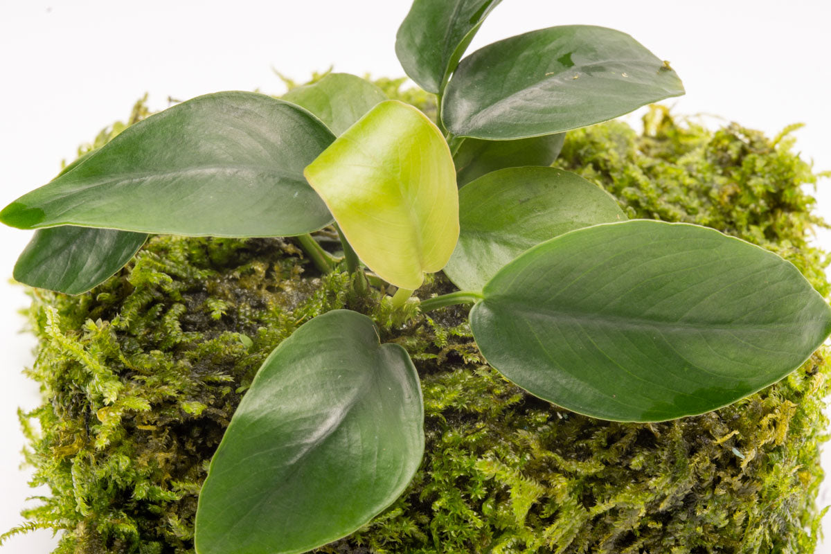 Anubias Barteri Nana Moss Fiber Mat Easy Beginner Live Aquarium Plant