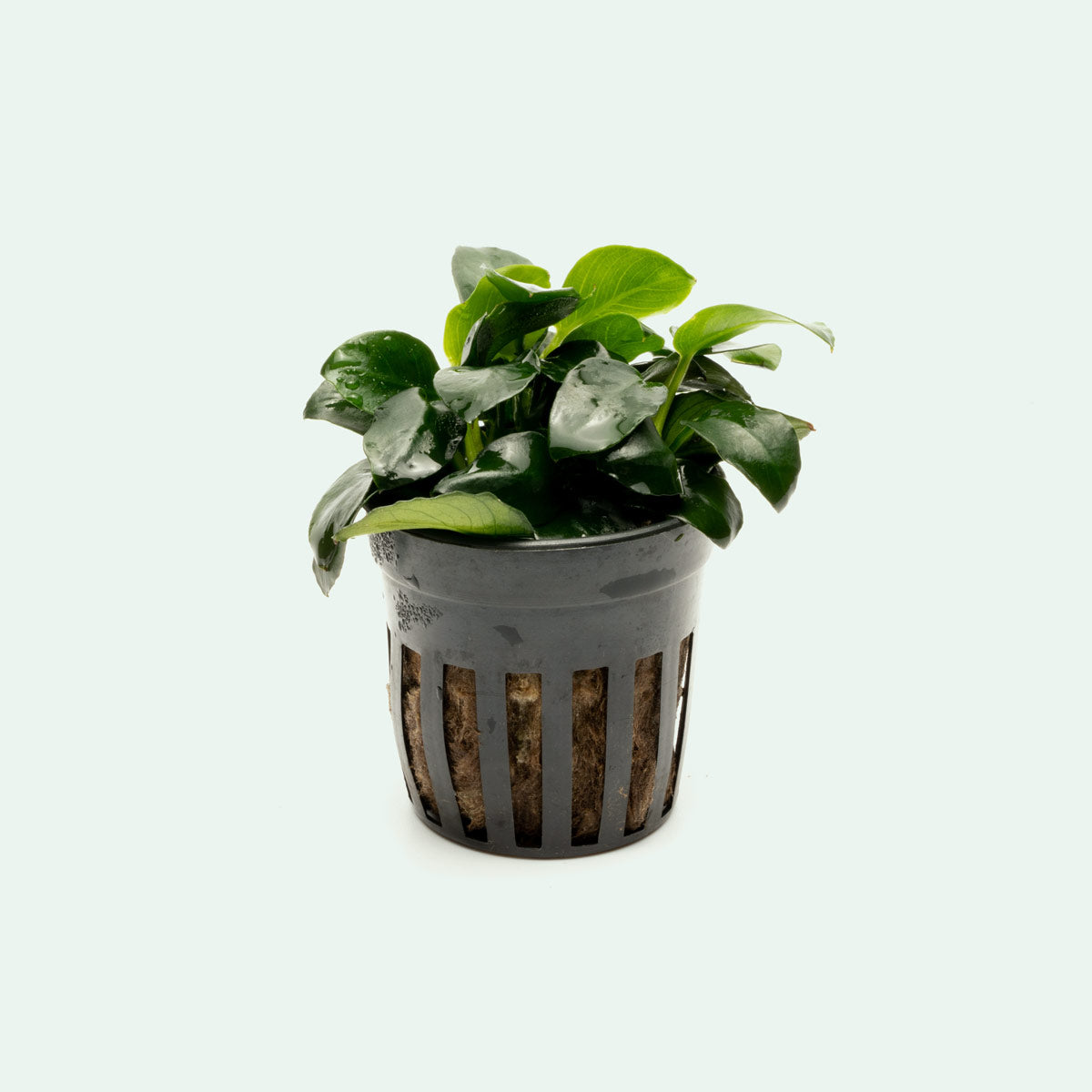 Anubias Barteri Petite Round Easy Beginner Live Aquarium Plant