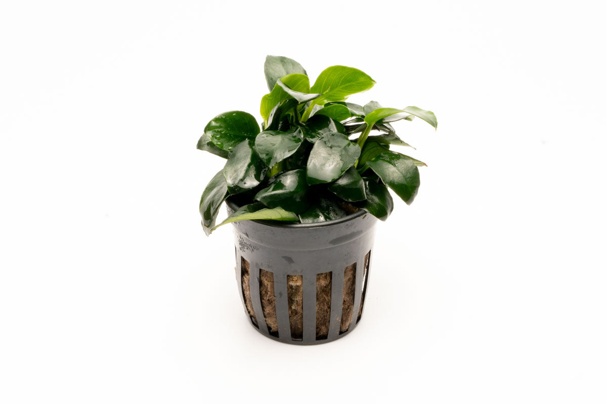 Anubias Barteri Petite Round Easy Beginner Live Aquarium Plant  Edit alt text