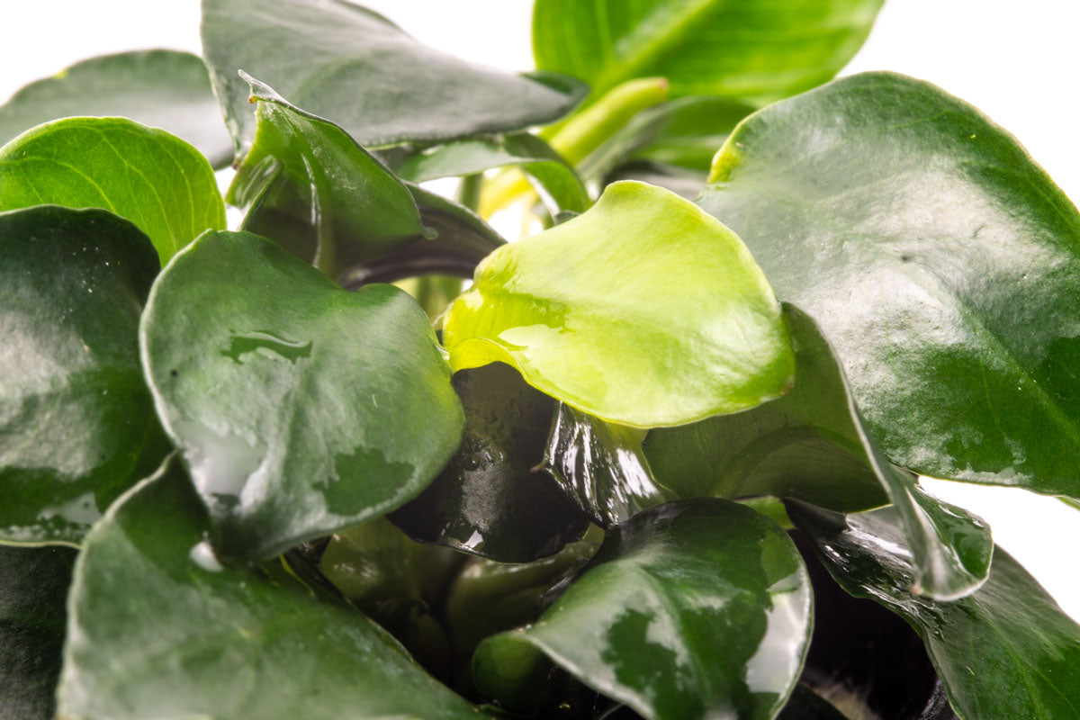 Anubias Barteri Petite Round Easy Beginner Live Aquarium Plant