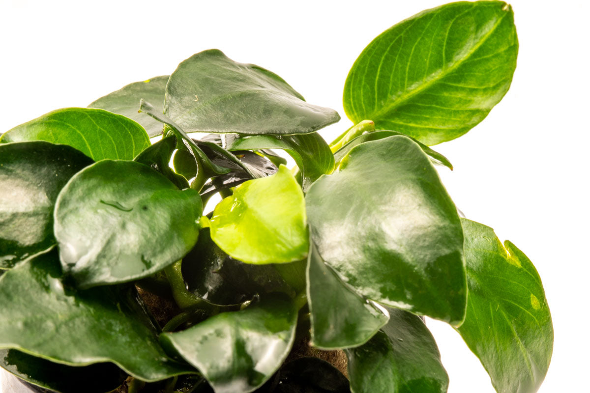 Anubias Barteri Petite Round Easy Beginner Live Aquarium Plant  Edit alt text