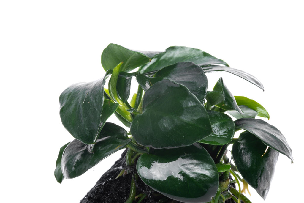 Anubias Barteri Petite Round Easy Aquarium Plant for Planted Tank - Glass Aqua