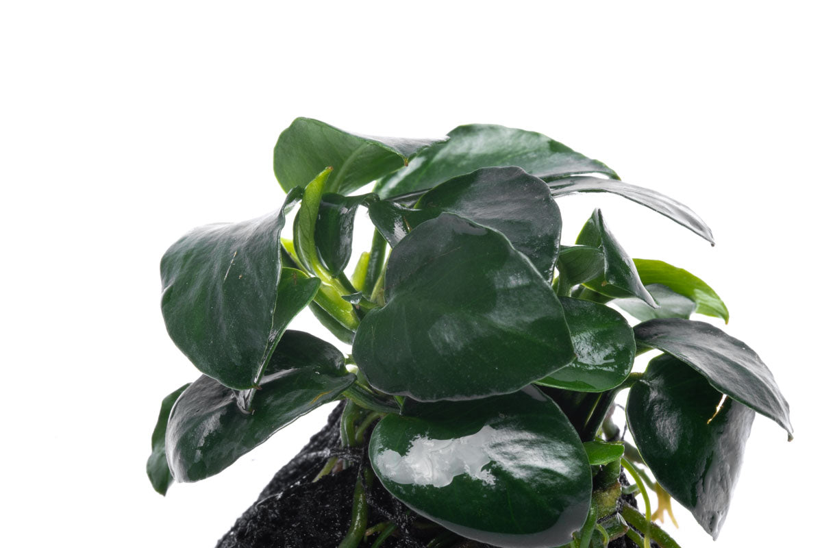 Anubias Barteri Petite Round Easy Aquarium Plant for Planted Tank - Glass Aqua