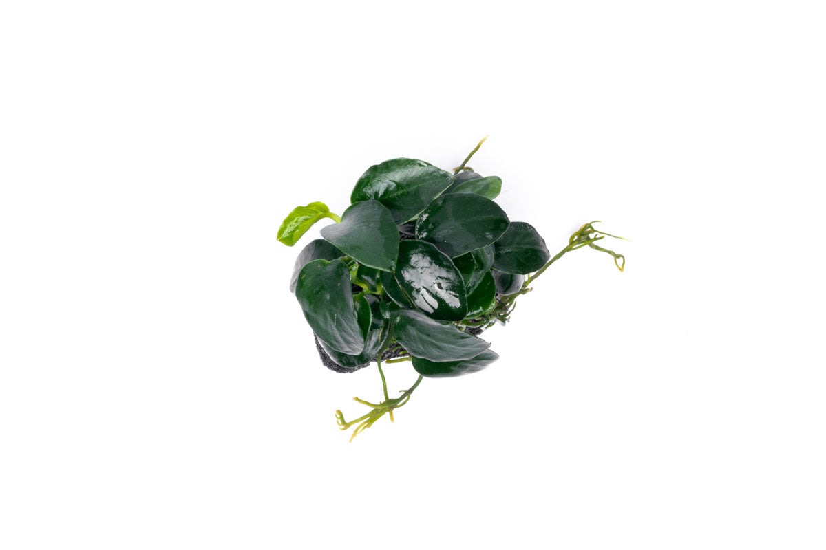 Anubias Barteri Petite Round Easy Aquarium Plant for Planted Tank - Glass Aqua