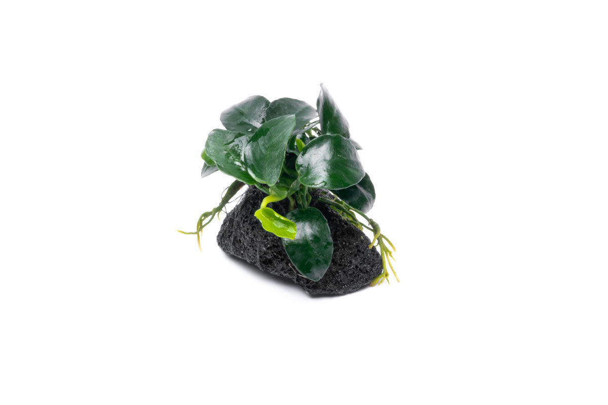 Anubias Barteri Petite Round Easy Aquarium Plant for Planted Tank - Glass Aqua