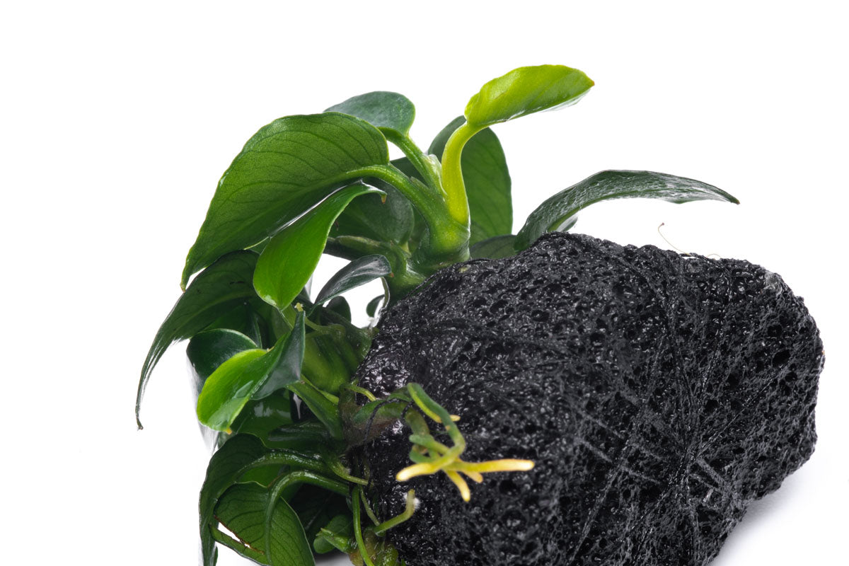 Anubias Barteri Petite Round Easy Aquarium Plant for Planted Tank - Glass Aqua