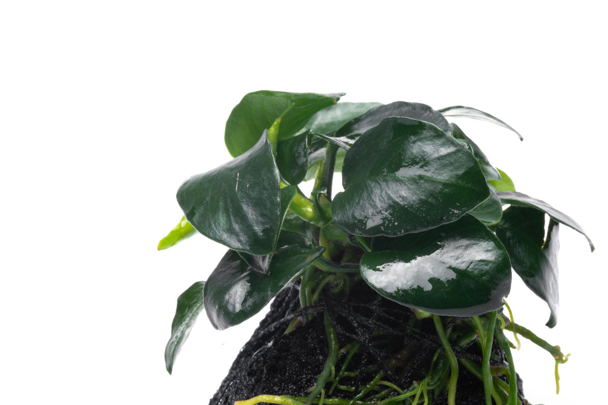 Anubias Barteri Petite Round Easy Aquarium Plant for Planted Tank - Glass Aqua