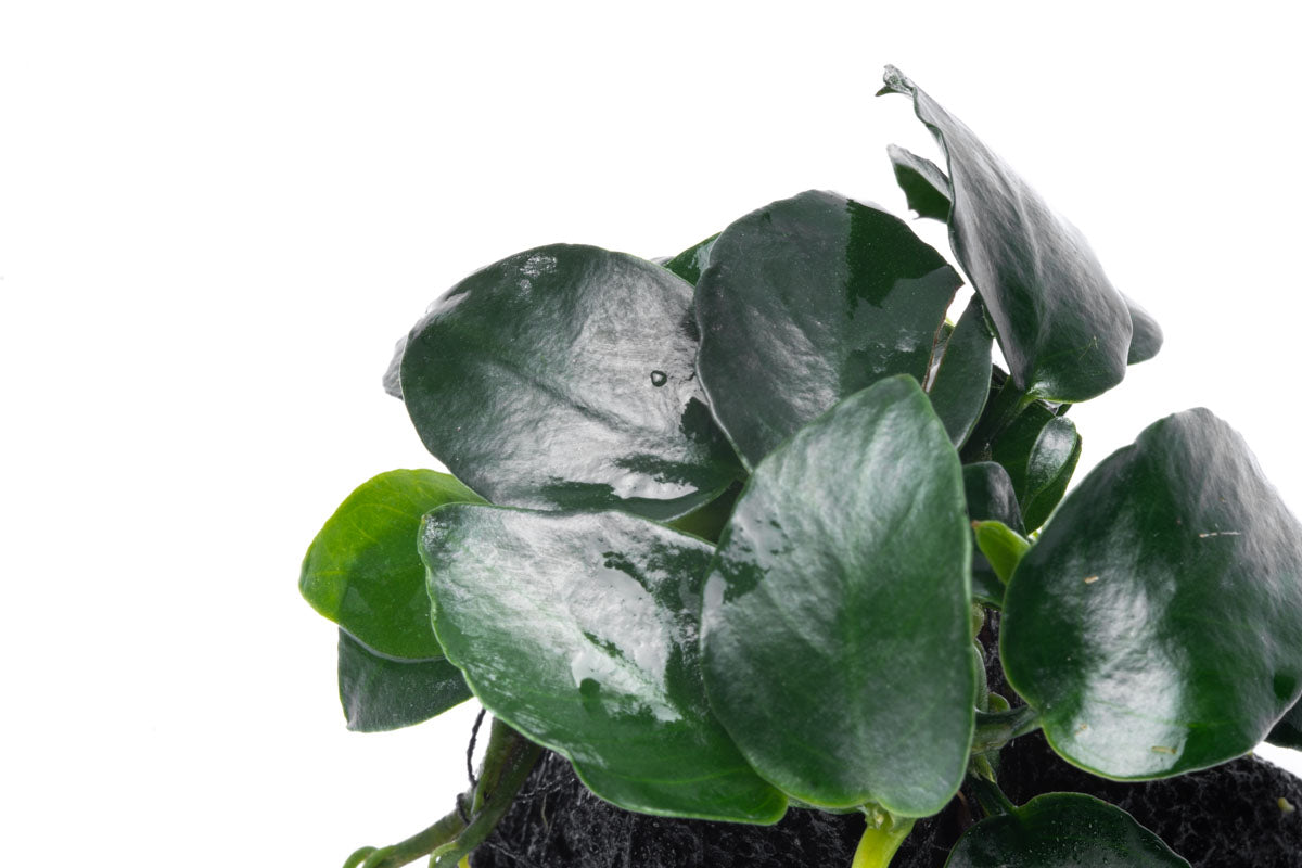 Anubias Barteri Petite Round Easy Aquarium Plant for Planted Tank - Glass Aqua