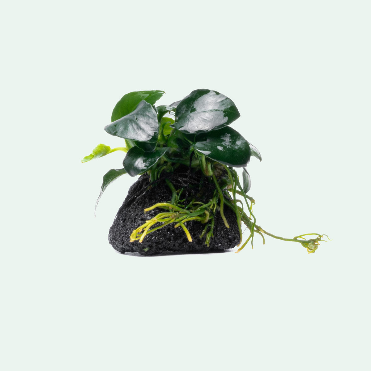 Anubias Barteri Petite Round Easy Aquarium Plant for Planted Tank - Glass Aqua