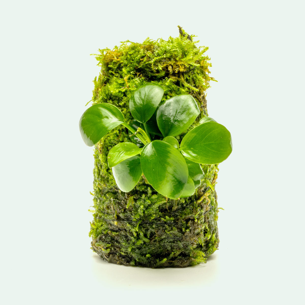 Anubias Nana Moss Tower Live Aquarium Plant Decor for Planted Tank