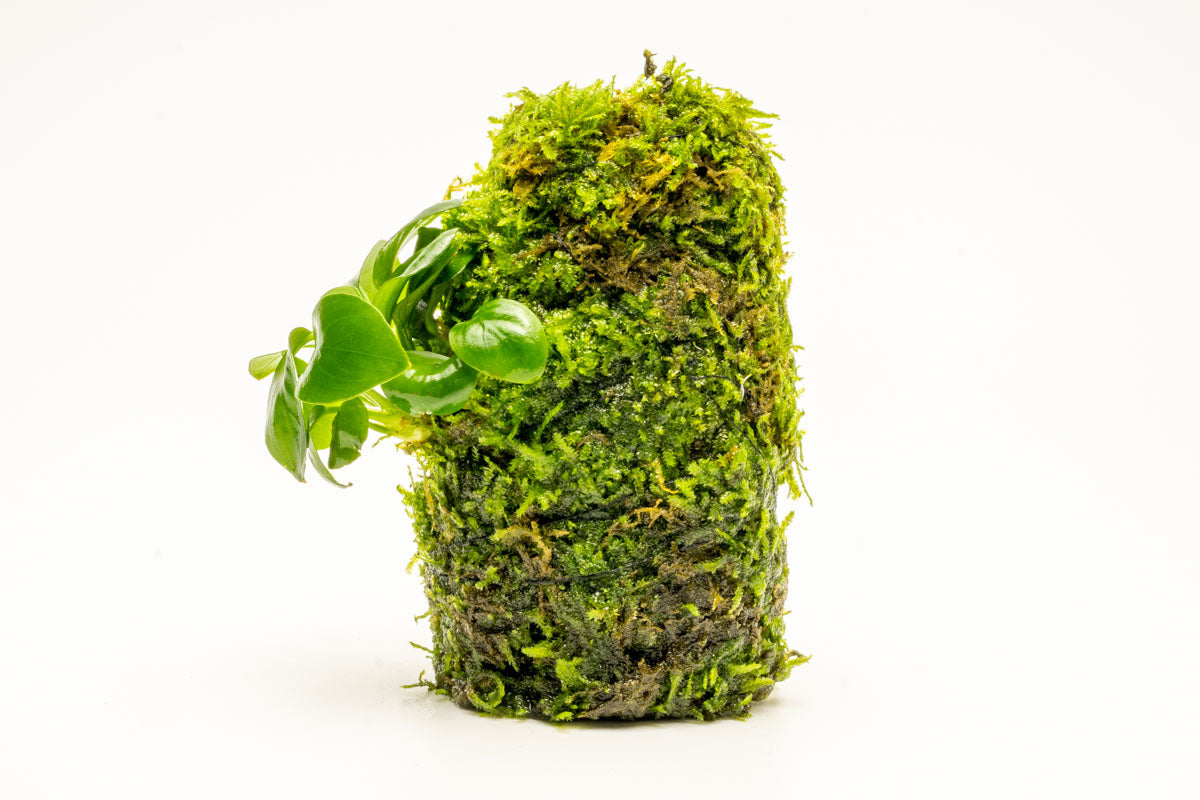 Anubias Nana Moss Tower Live Aquarium Plant Decor for Planted Tank