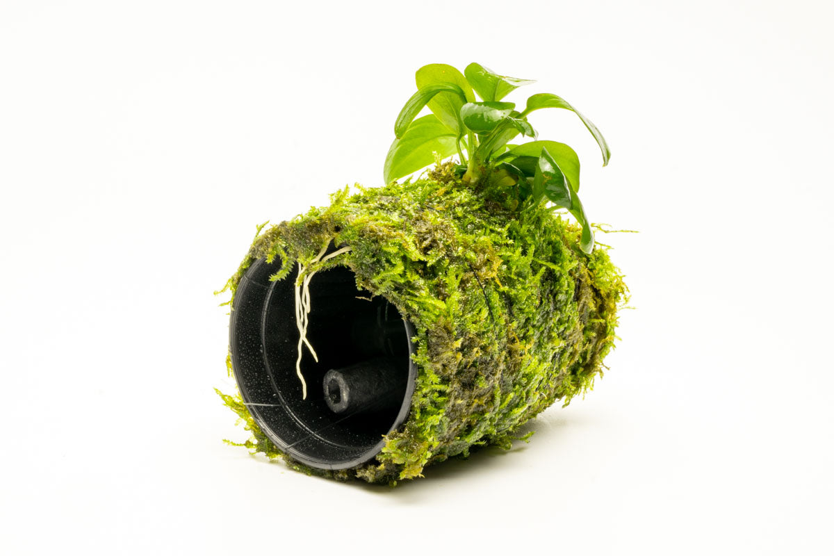 Anubias Nana Moss Tower Live Aquarium Plant Decor for Planted Tank