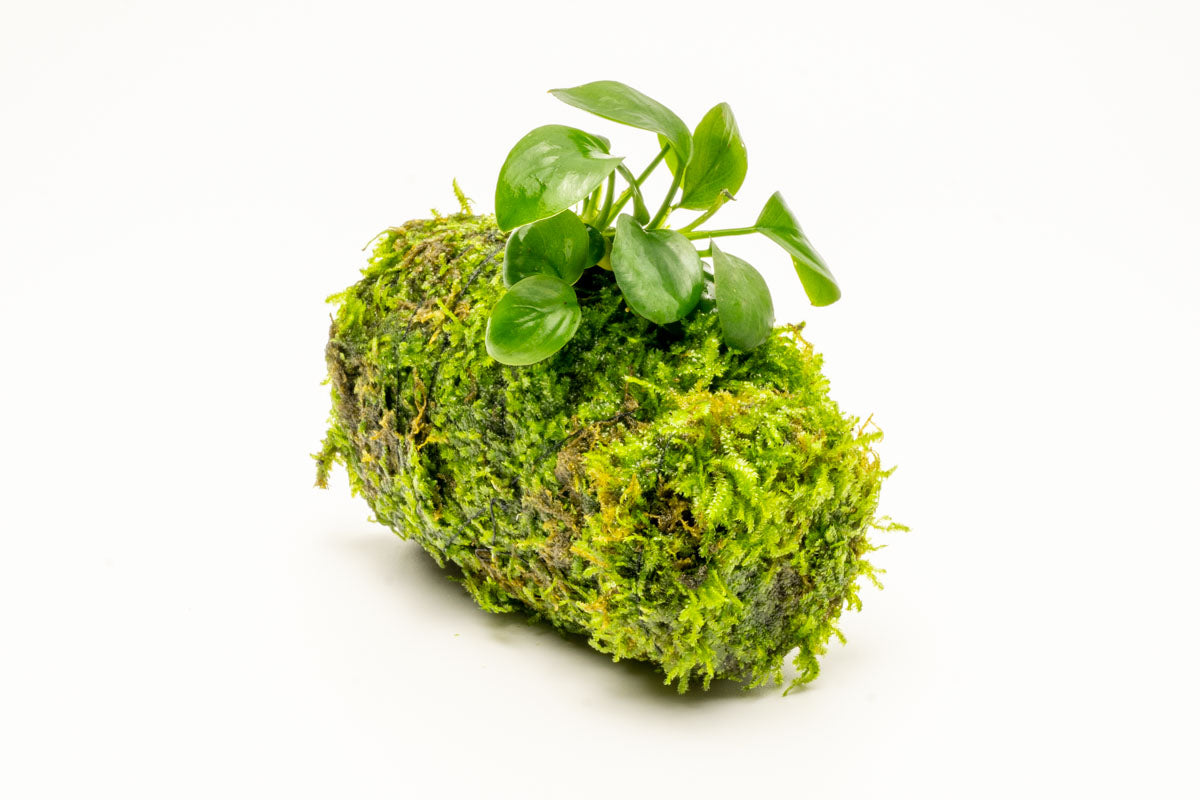 Anubias Nana Moss Tower Live Aquarium Plant Decor for Planted Tank