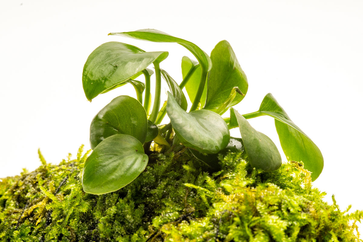 Anubias Nana Moss Tower Live Aquarium Plant Decor for Planted Tank