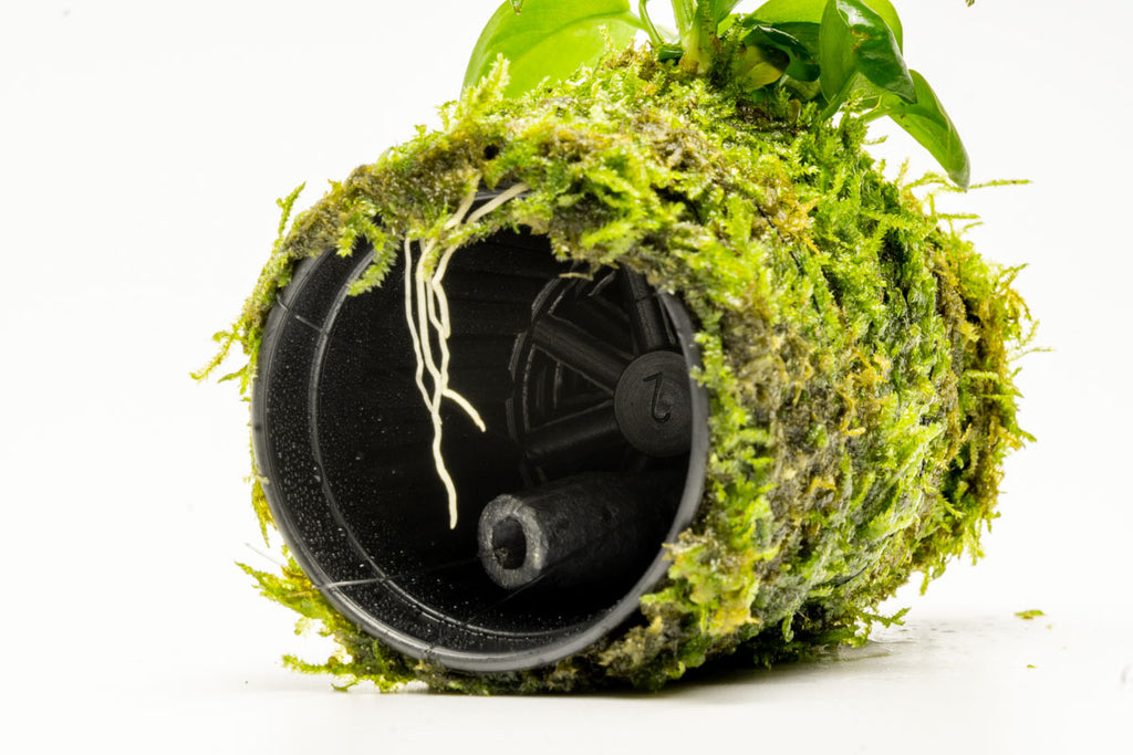 Anubias Nana Moss Tower Live Aquarium Plant Decor for Planted Tank